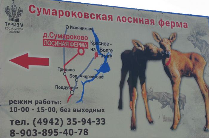 сумароковская ферма кострома. лосеферма сумароково кострома. лосиная ферма лосиный остров. лосиная ферма зеленоград. лосиная ферма омутинское.