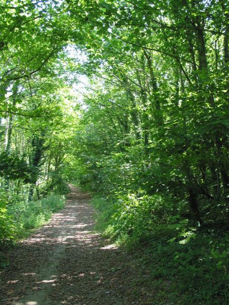 Friston Forest