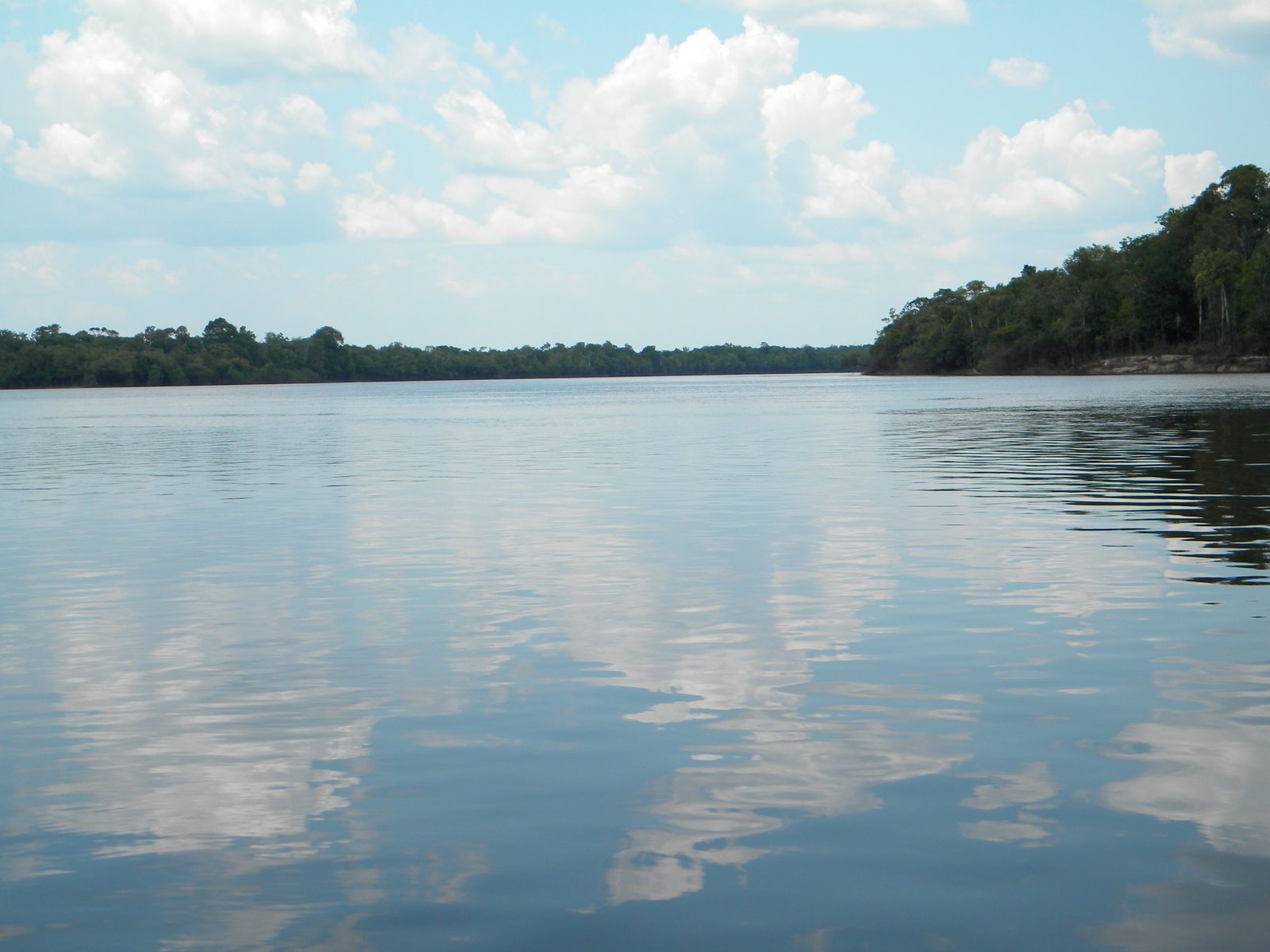 Jaú National Park