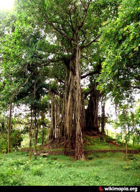 TIN PAHAD / Banyan Tree for Meditation