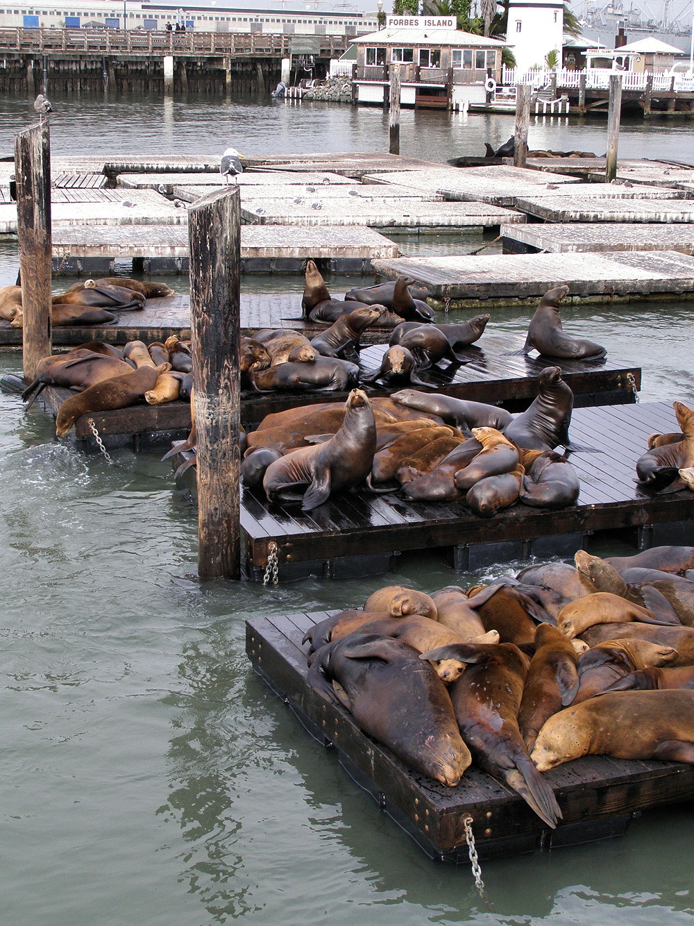 Pier 39 Marina, K dock Sea Lions - San Francisco, California ...