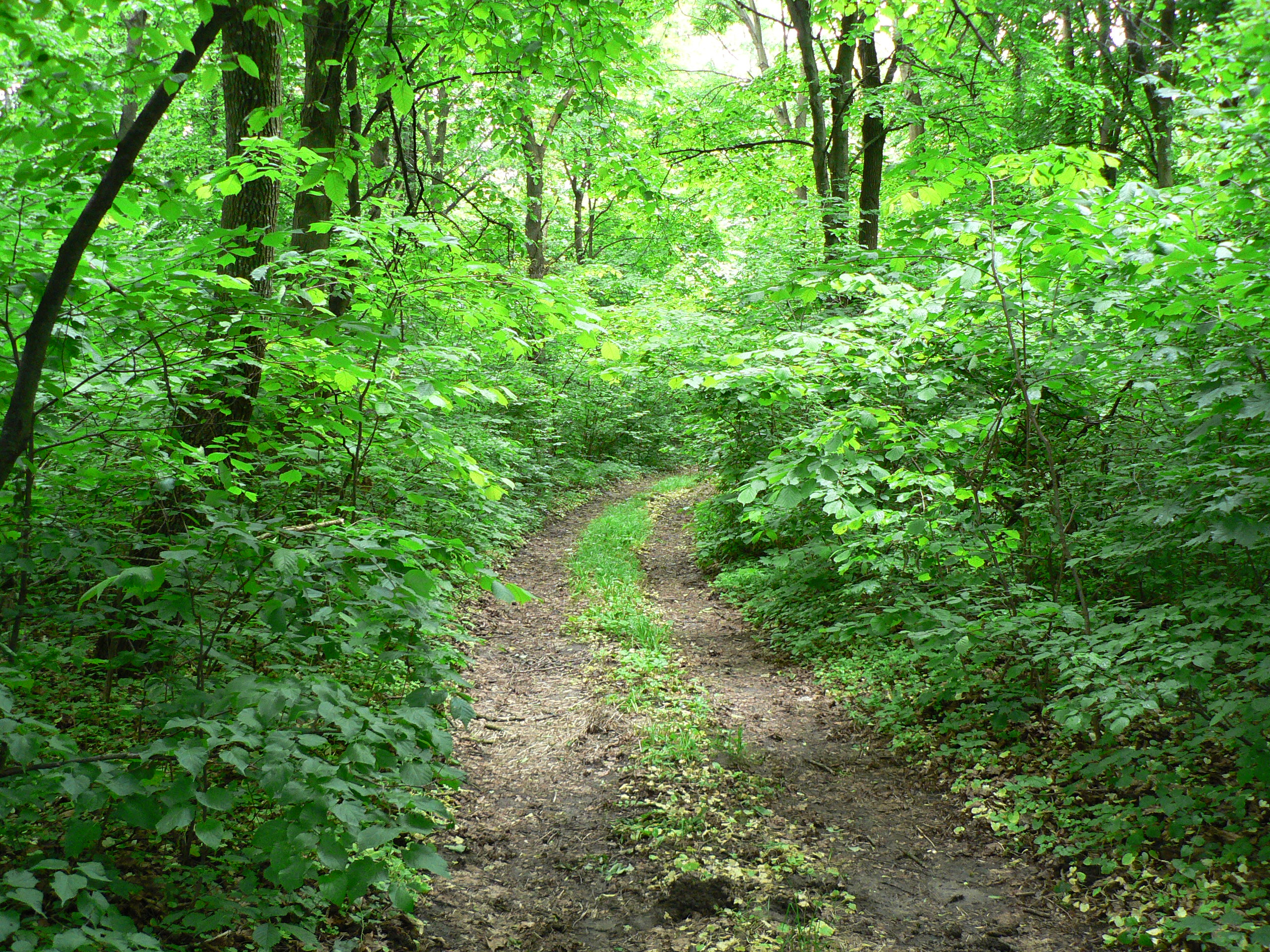 лесной массив предложение. лесной массив предложение. девственные леса коми. «лесной массив «савинка». лесничество русский лес в московской области.
