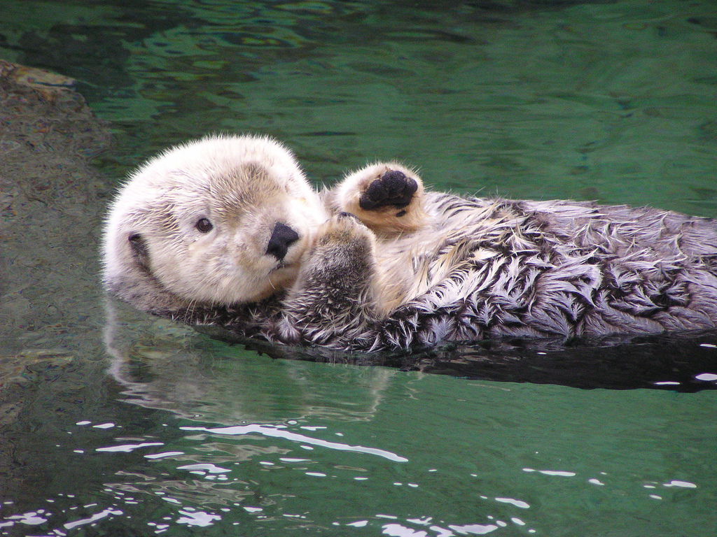 Sea Otter Tank - Vancouver