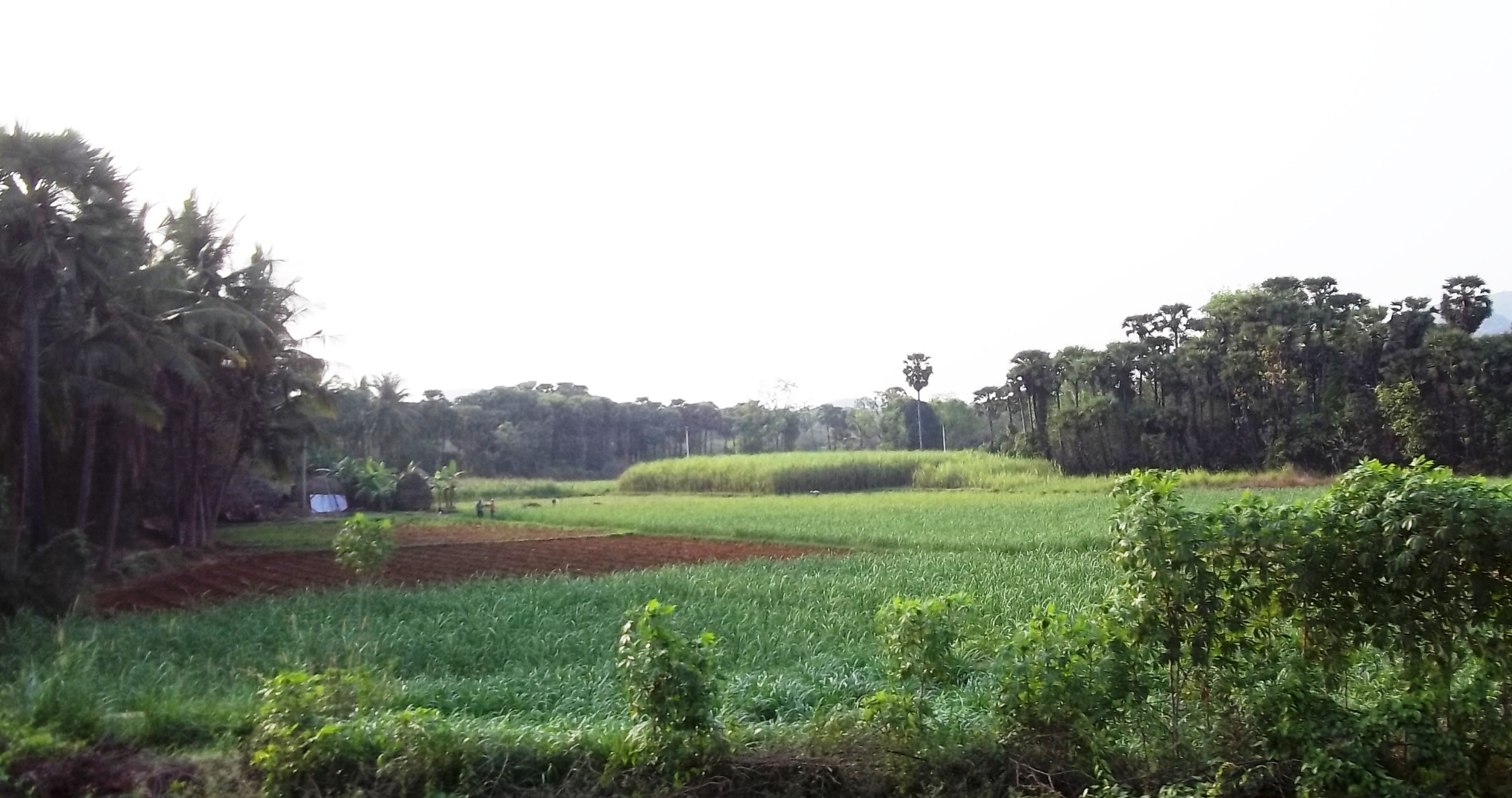 Anakapalli