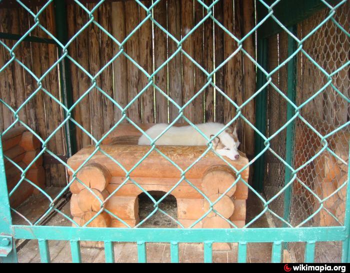 Питомник ездовых собак - Зюраткуль