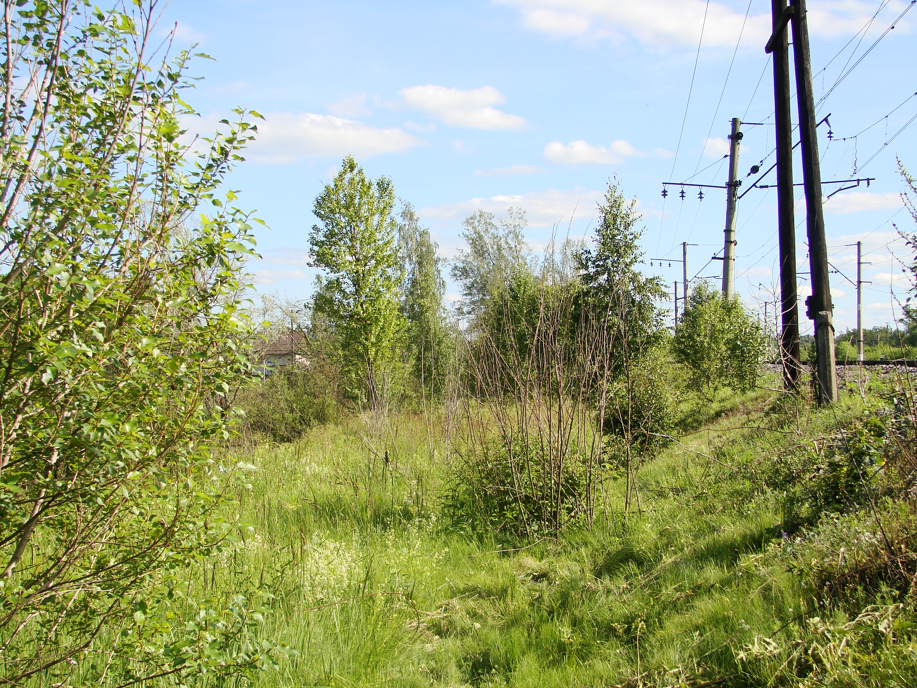 Космо просека. Просека производитель. Просека в городе. Теарлиевская просека. Веселая просека.