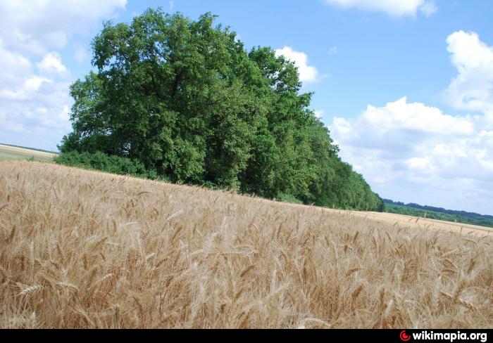 Почему урожай на полях защищенных лесополосами особенно. Лесополосы на полях. Лесополоса Украина. Лесополоса.