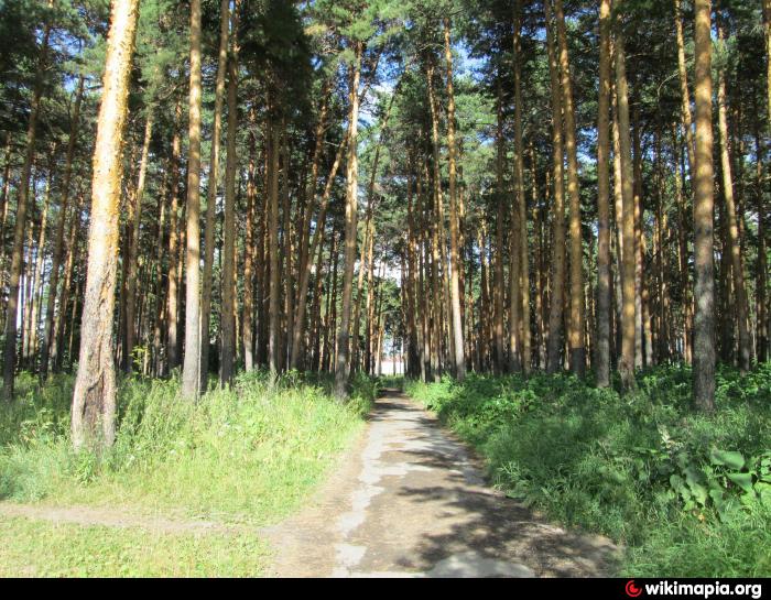 Сайт сосновой рощи. Сосновая роща Ирбит. Парк Сосновая роща Ирбит. Наб. Челны, Сосновая роща. Сосновая роща Сокольский район.