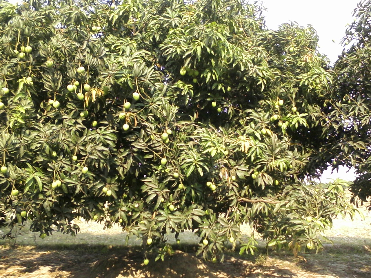 Amrit Jha Mangoes Farm S/O Ashok Jha... - Marukia