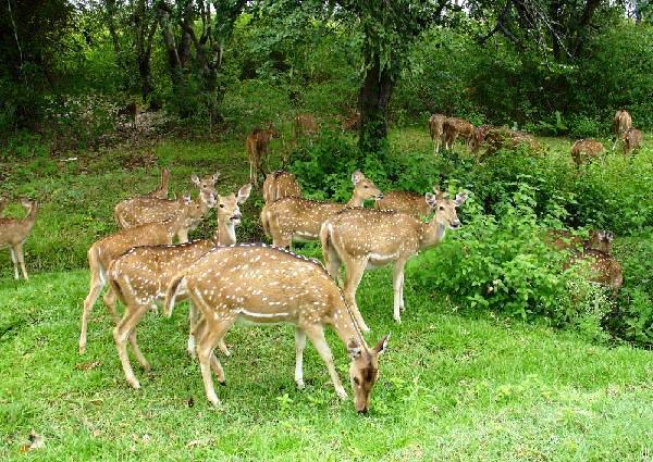 Chandoli National Park