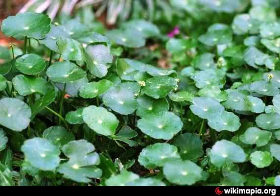 Parmasya Gotu Kola Herbal Garden - Talavera