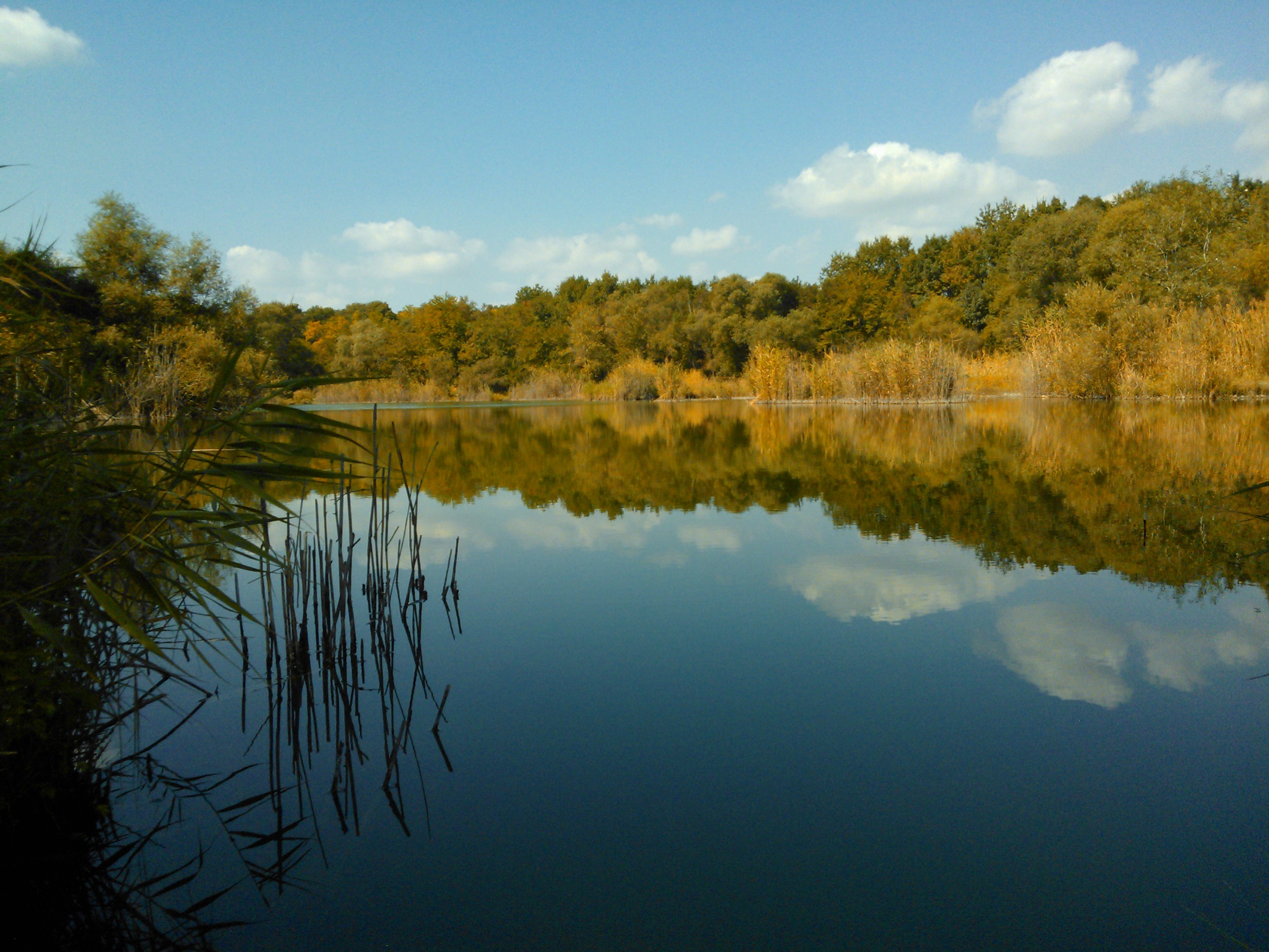 1 водоем. Екатериноградский заказник. Плавни Терека. Водоёмы в станице Кировской. Екатериноградская лес речка.