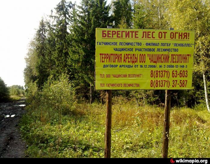 лесничества ленобллес. таксация леса это. лесничий алексей. лесничества ленобллес. волховский леспромхоз.