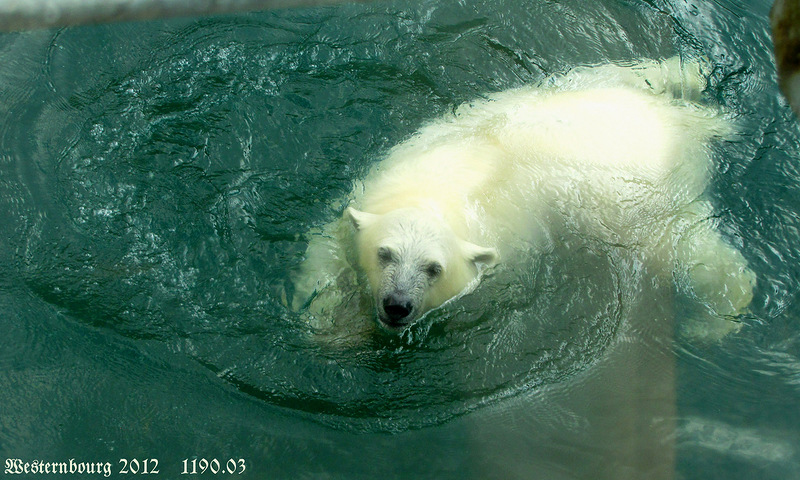 Polar bear - Moscow