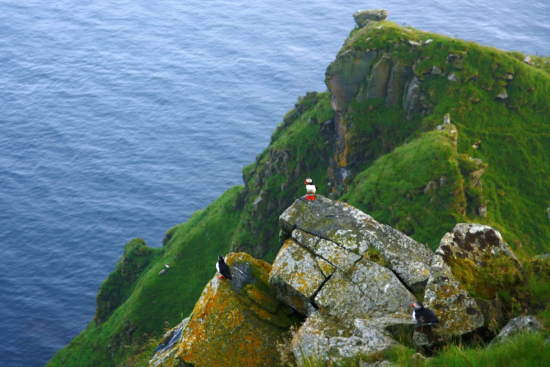Runde | island, birds