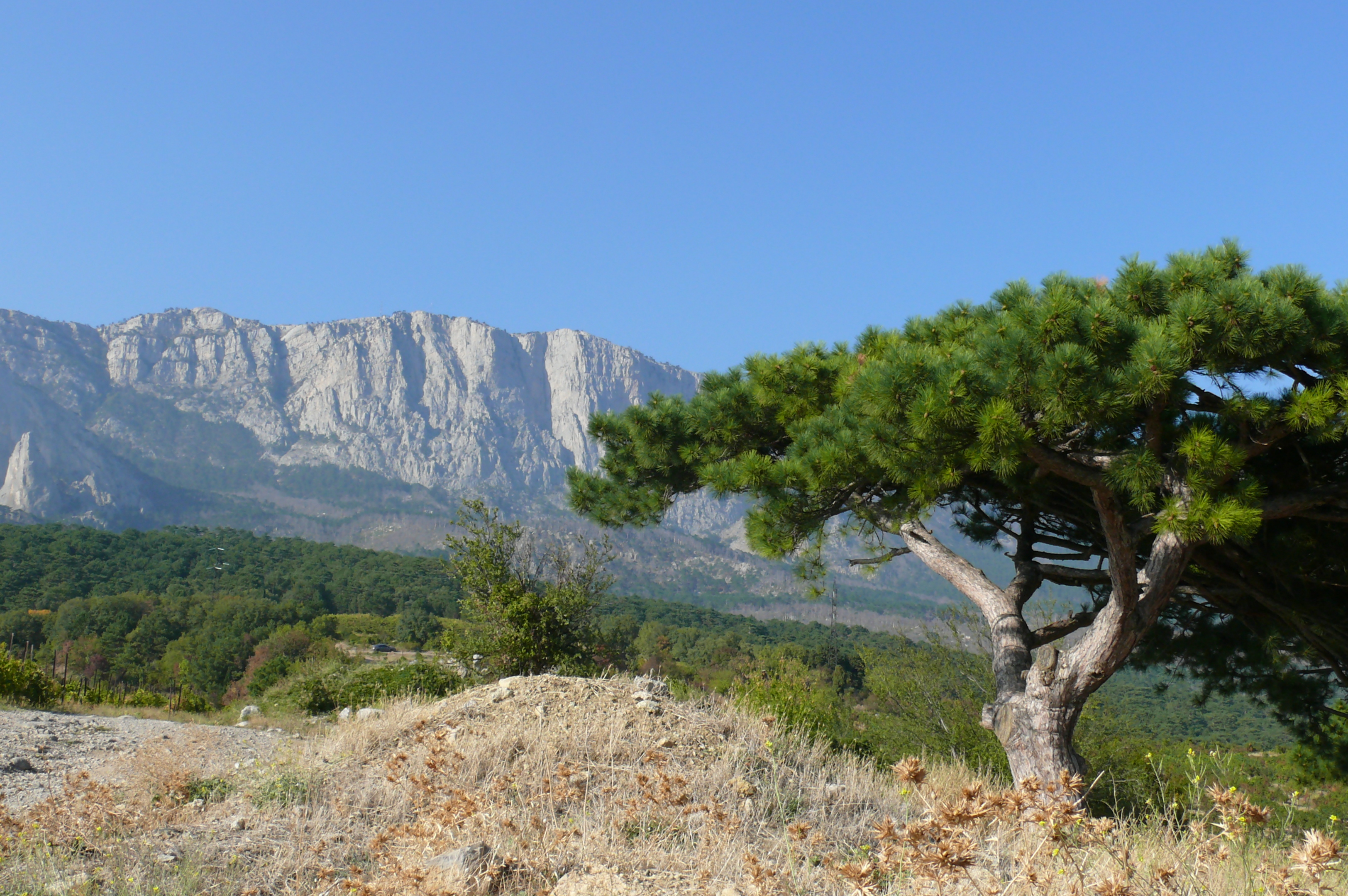 Ели в крыму. Сосна Палласа Крымская. Можжевеловая роща Геленджик. Ялтинская сосна. Сосна Крымская (Pinus pallasiana d.don.).