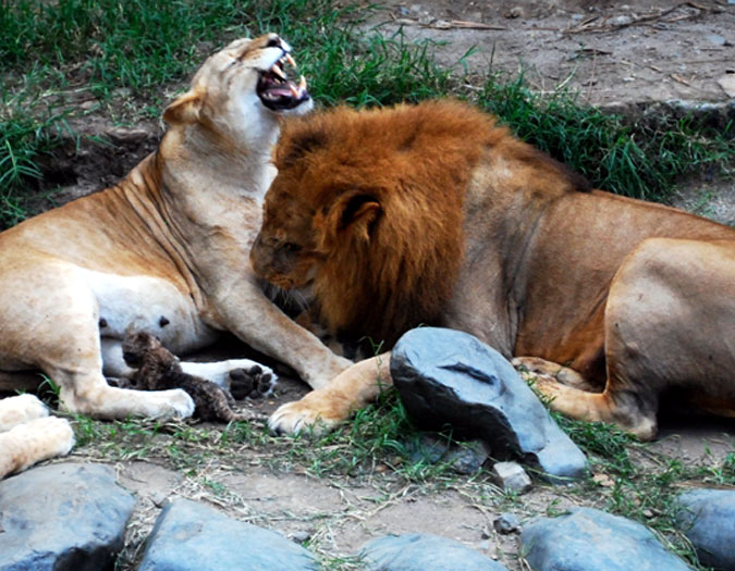 Zoologico de Cali - Cali