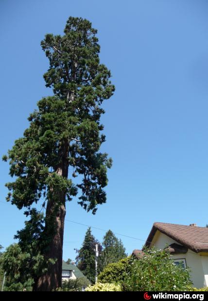 Giant Sequoia Tree - Victoria