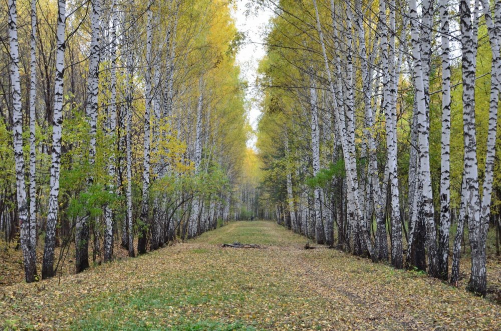 Леса екатеринбурга