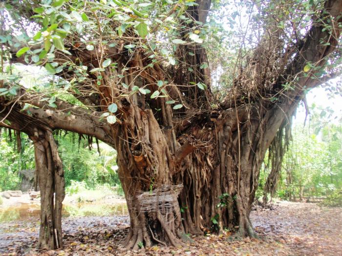 Satyawan Sawitree Tree(wad) - Diveagar