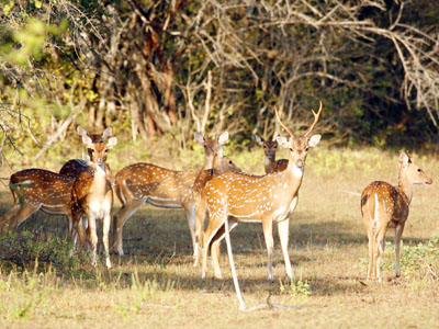 Wasgomuwa National Park