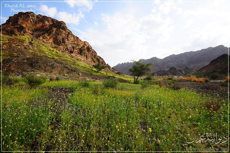 Samail Samail