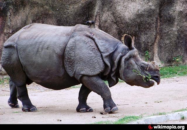 Rhino Enclosure - Hyderabad