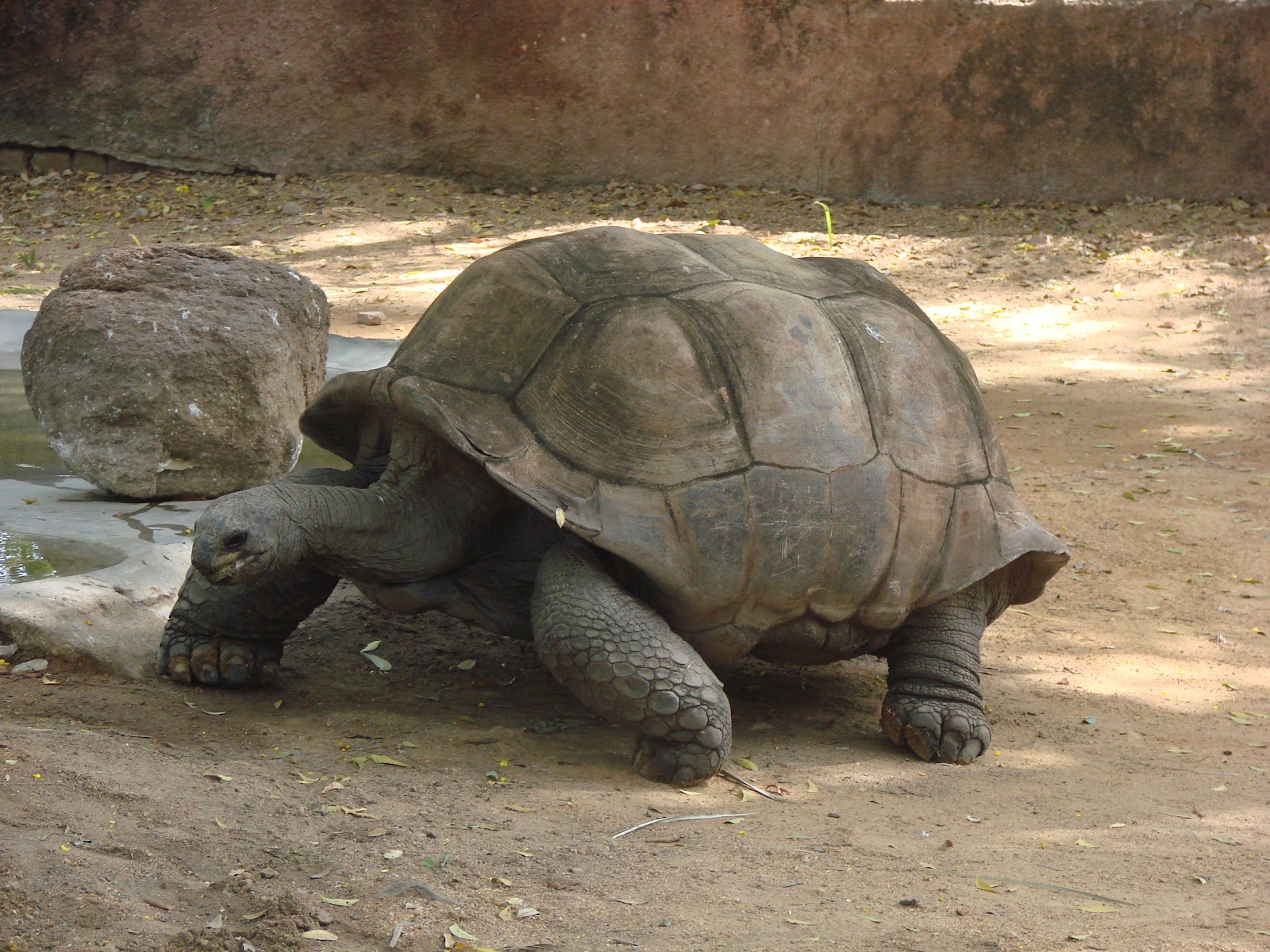 Tortose - Hyderabad