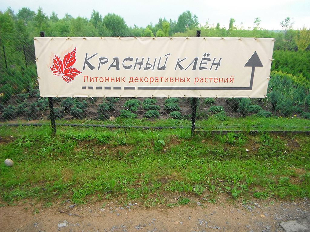 Красный клен питомник минск