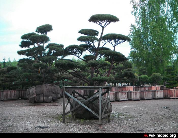 Красный клен питомник минск