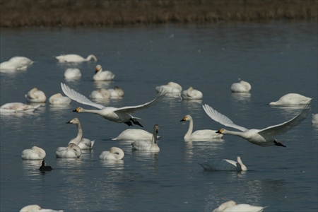 Pinios River Main Delta