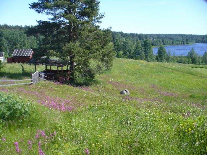 деревня маслово ленинградская область. кирву выборгский район. погода маслово лен обл. погода маслово лен обл. святой источник иоанна крестителя деревня маслово.