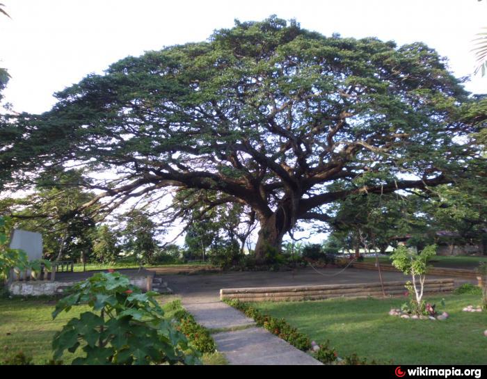 Centennial Tree of Carcarmay, Bacnotan, La Union - Bacnotan | place ...