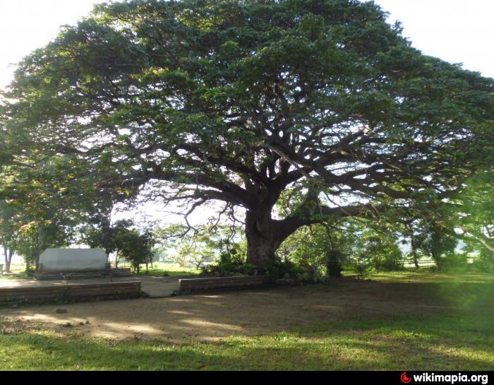 Centennial Tree of Carcarmay, Bacnotan, La Union - Bacnotan | place ...