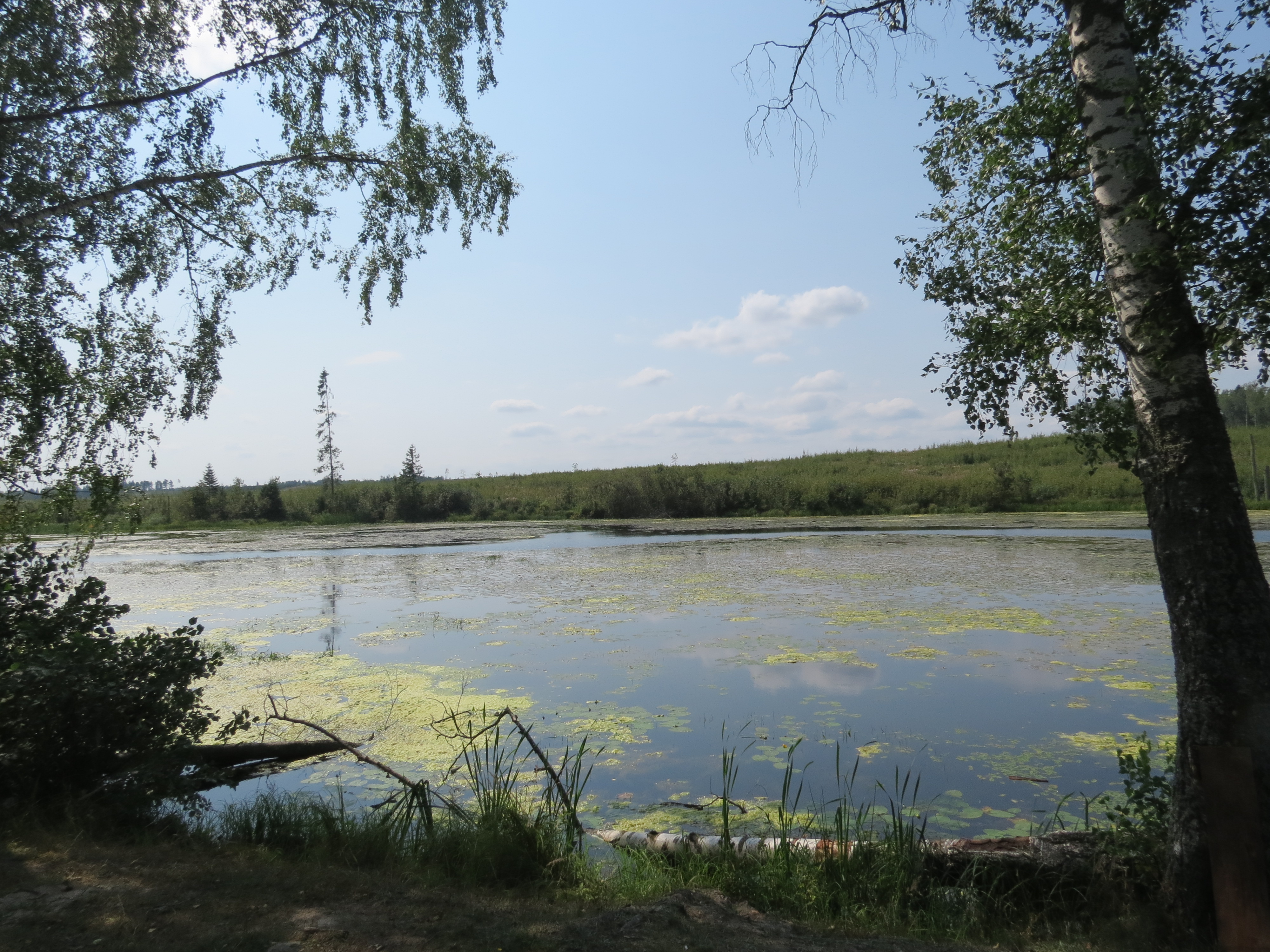 Озеро Комсомольское Кострома