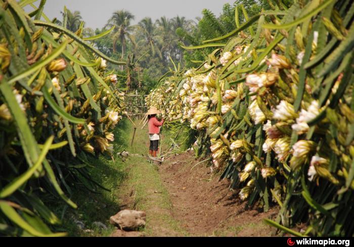 Keboen Nogo Kebun Agrowisata Buah Naga Merah