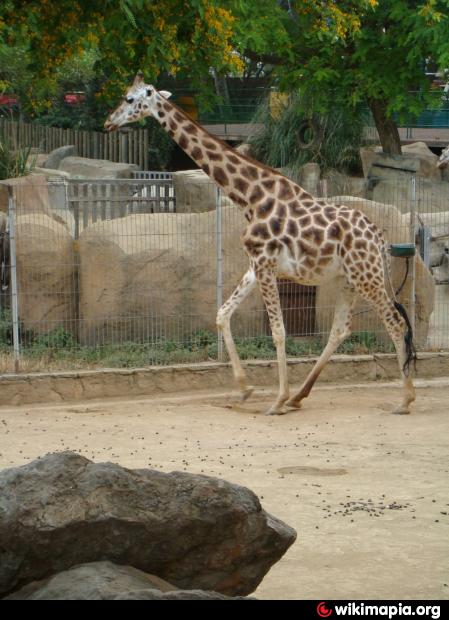 Giraffe exhibit - Barcelona