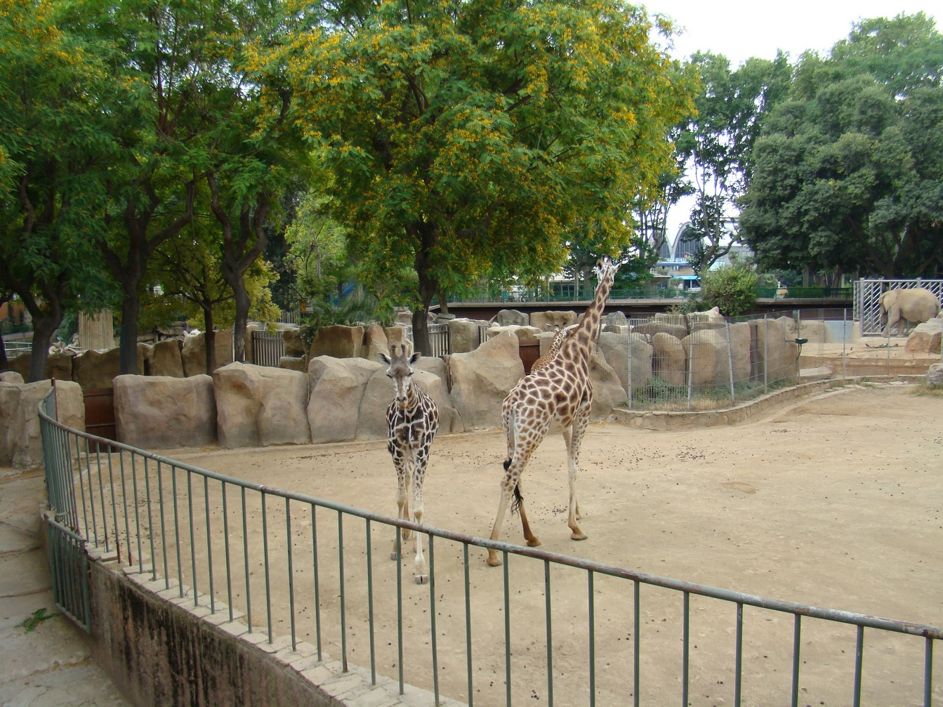 Giraffe exhibit - Barcelona