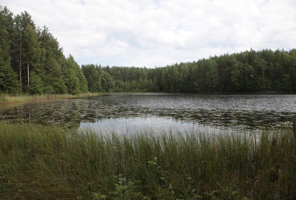 Пол берега. Озеро Стречно Ленинградская область.