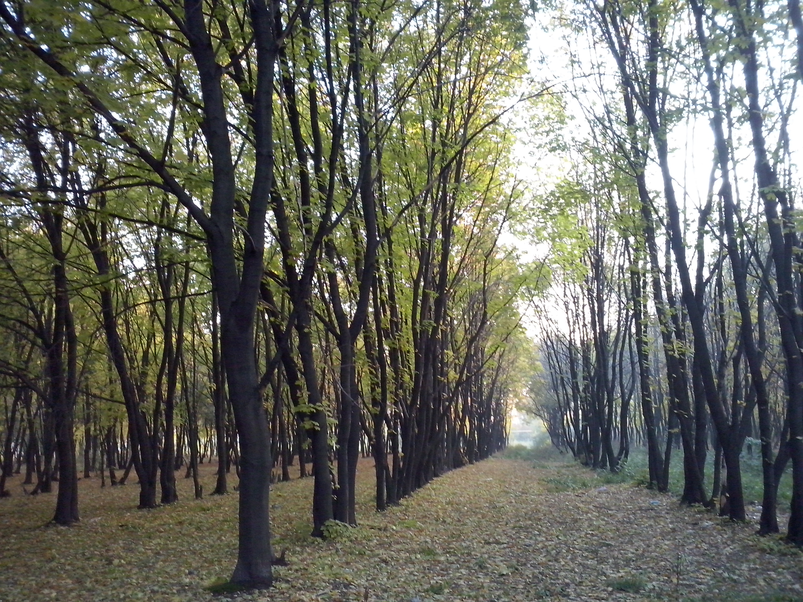 парк в макеевке