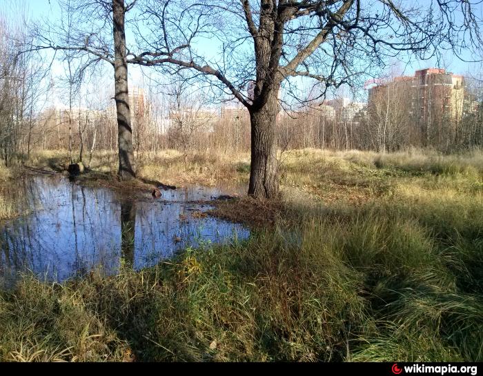 Болота москвы. Верховые болота Пущино. Звягино Московской болота. Загорновское болото. Болота в Москве.