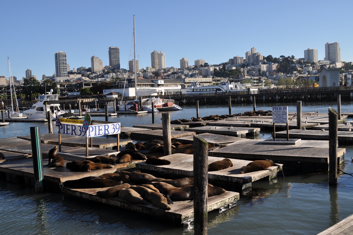 Pier 39 Marina, K dock Sea Lions - San Francisco, California ...