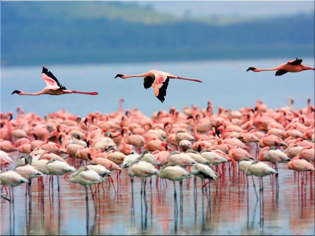 Image result for flamingos AT LARNACA SALT LAKE