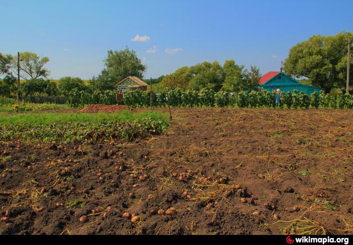 Деревня первомайская. Пачелмский район село пустынь. Село пустынь Пензенской области. С пустынь Пензенской области Пачелмский. Село Веденяпино Пачелмского района Пензенской области.