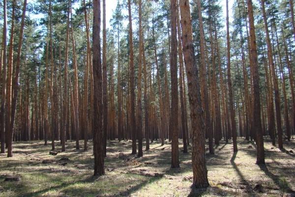 Егорьевский заказник презентация