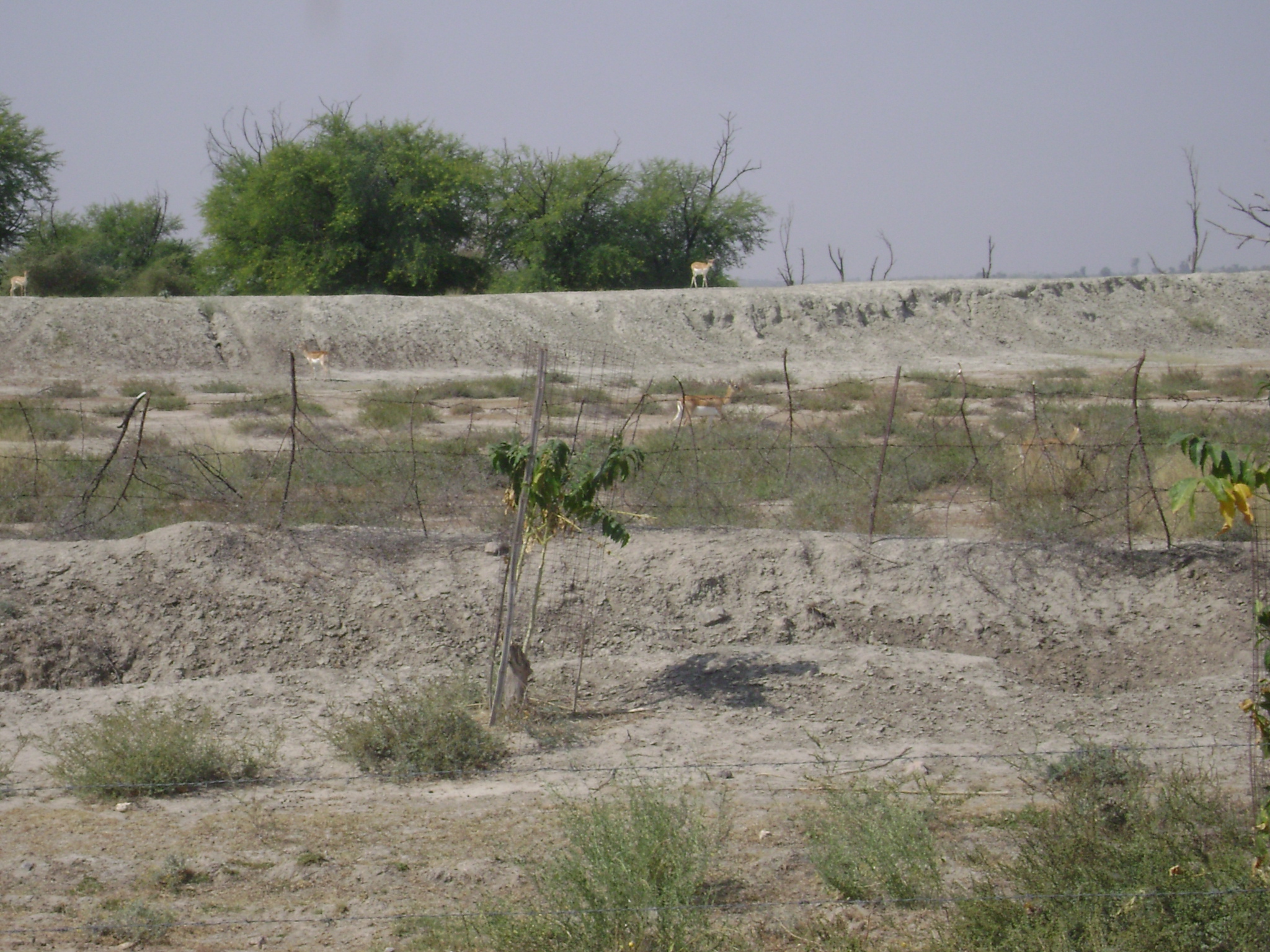 Tal Chappar Wild life Sanctuary