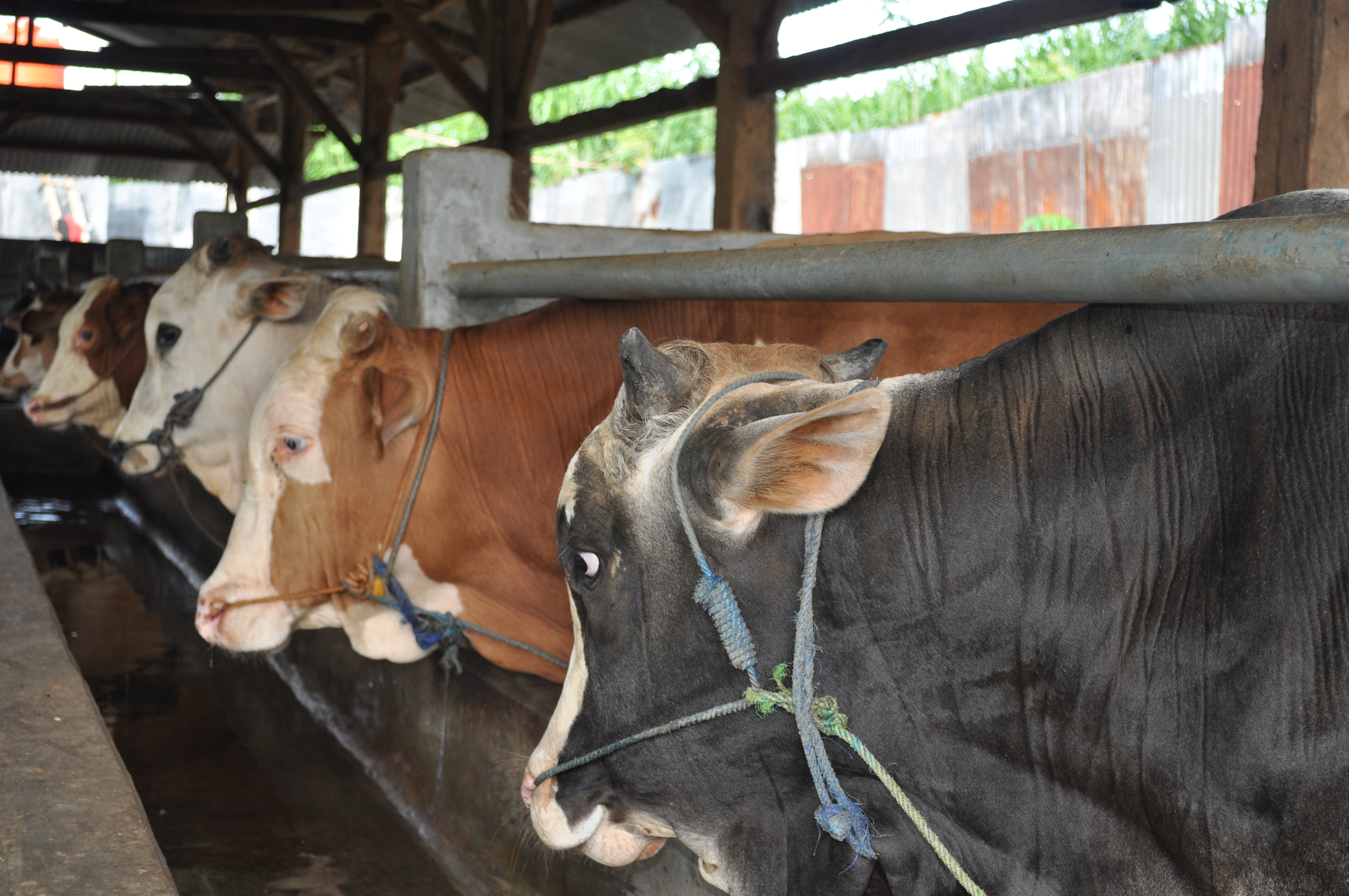 Sapi Real Sapi
