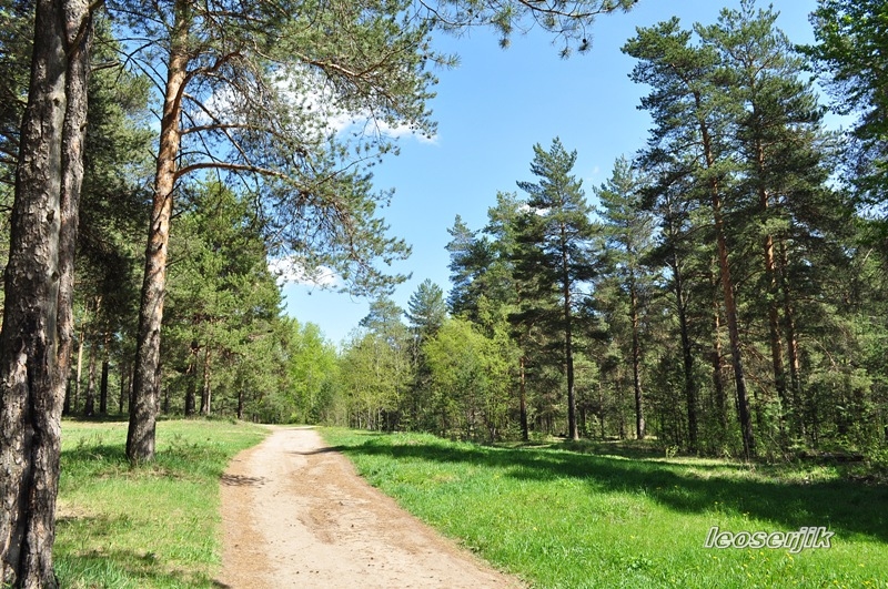 Картинки сосновый бор пермь