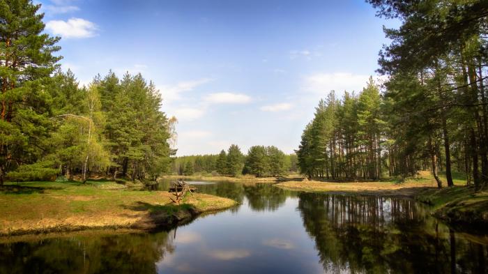 Орехово округ. Леса Орехово Зуево. Реки в лесу в Орехово Зуево. Орехово-Зуево лес Демихово. Природа Орехово-Зуевского края.