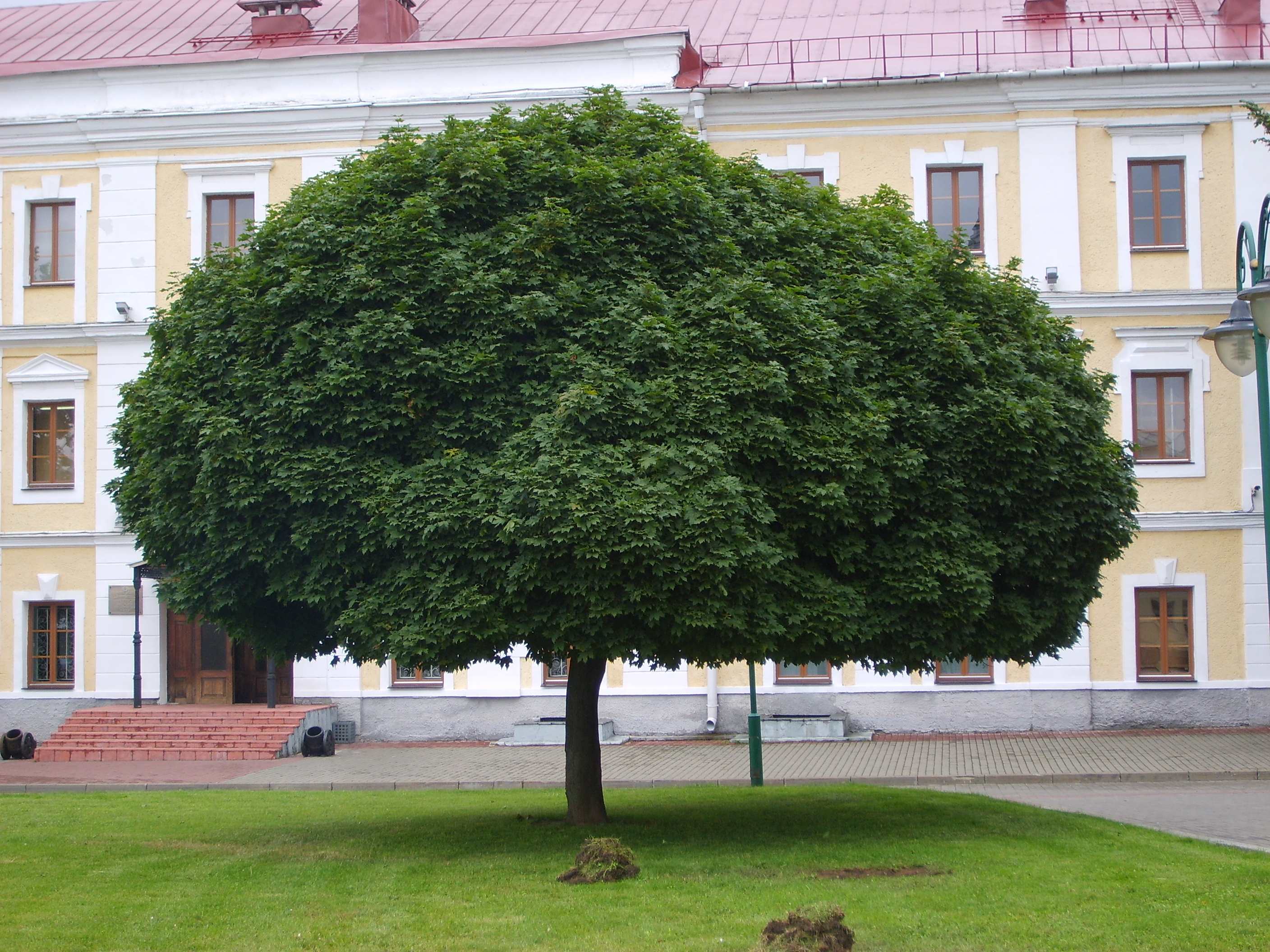 Кирова могилев. Могилев деревья.